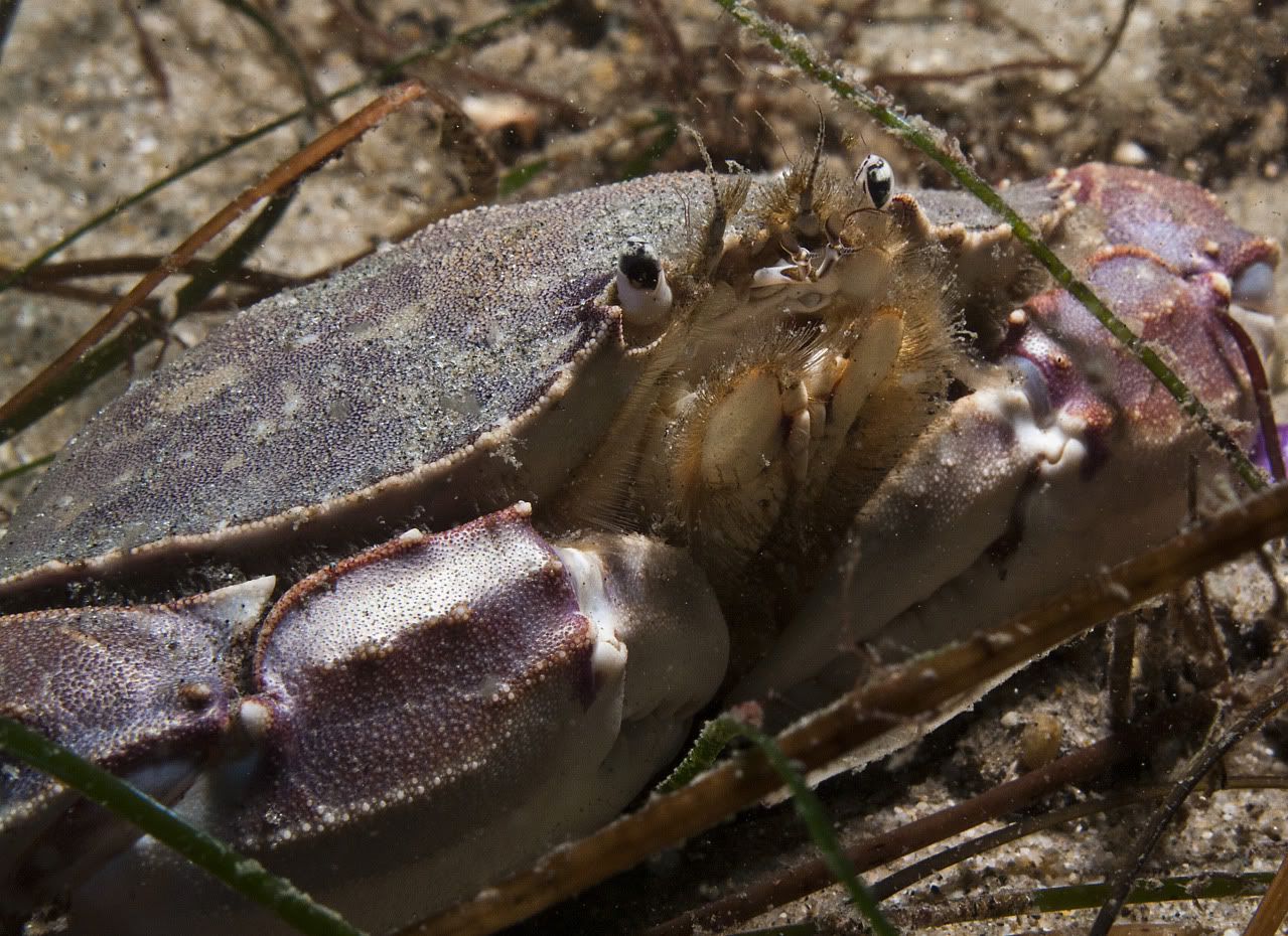 Crab-1.jpg