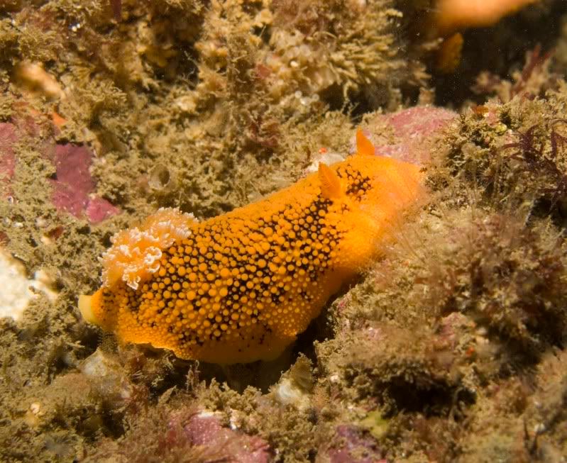 Dorid-2.jpg