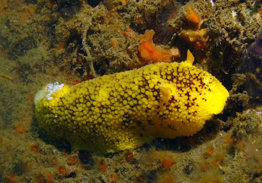 Dorid1.jpg