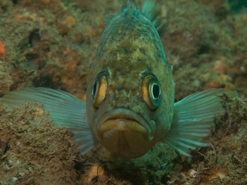 FrontFacialRockfish.jpg
