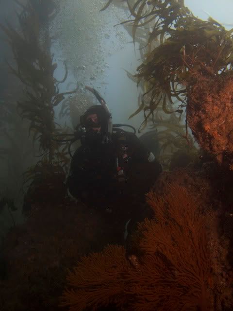 GorgonianCharlieKelp.jpg