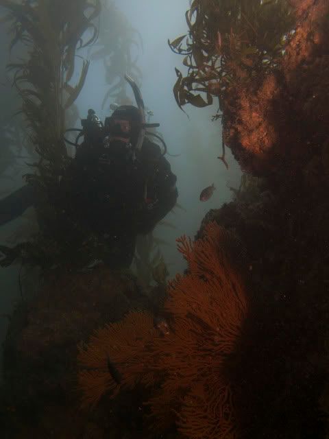 GorgonianCharlieKelp2.jpg
