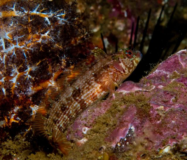IslandKelpfishwithSeaCucumber-1.jpg