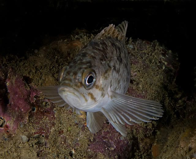 JuvRockfish.jpg