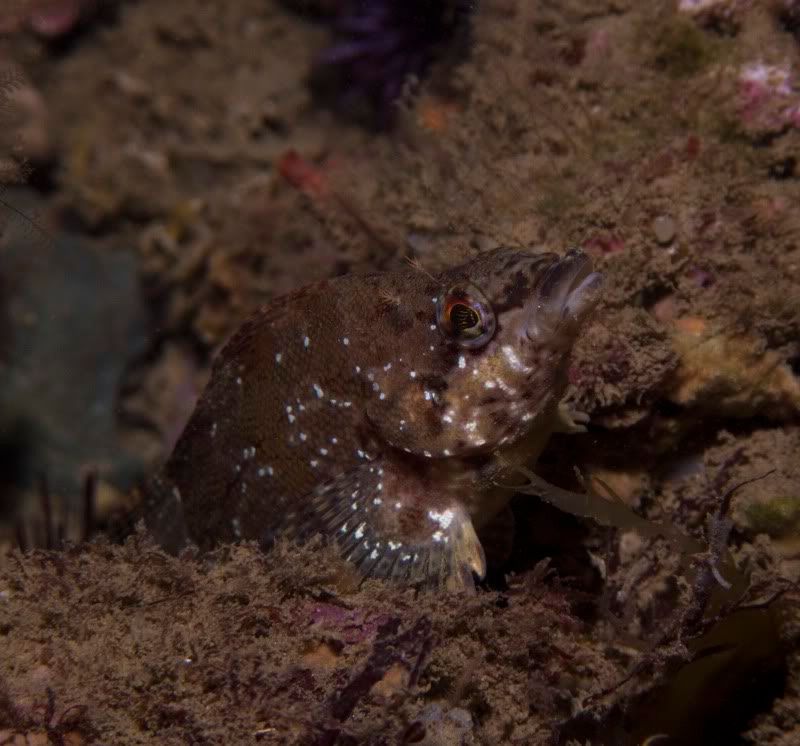 KelpGreenling2.jpg