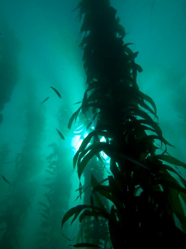 KelpScene2.jpg