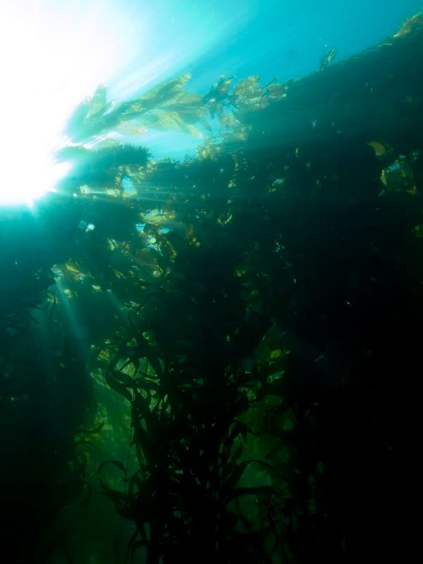 KelpSunburst.jpg