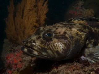 LongPoint53110LingCodClosest.jpg