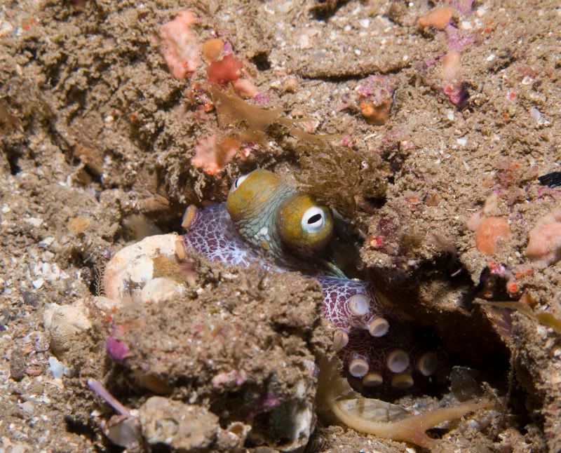 Octo1-1.jpg