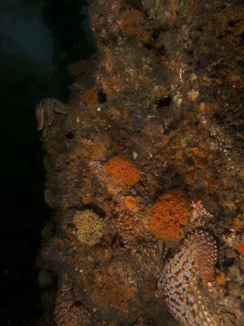 ReefDiversity2.jpg