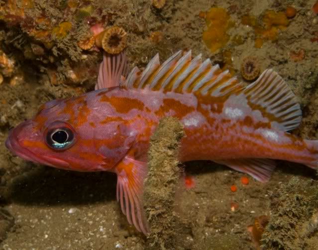 RockFish2-3.jpg