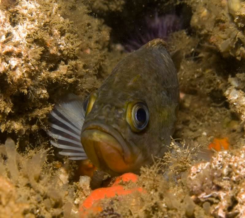 Rockfish-2.jpg