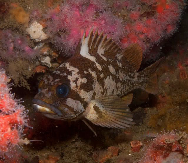 Rockfish-4.jpg