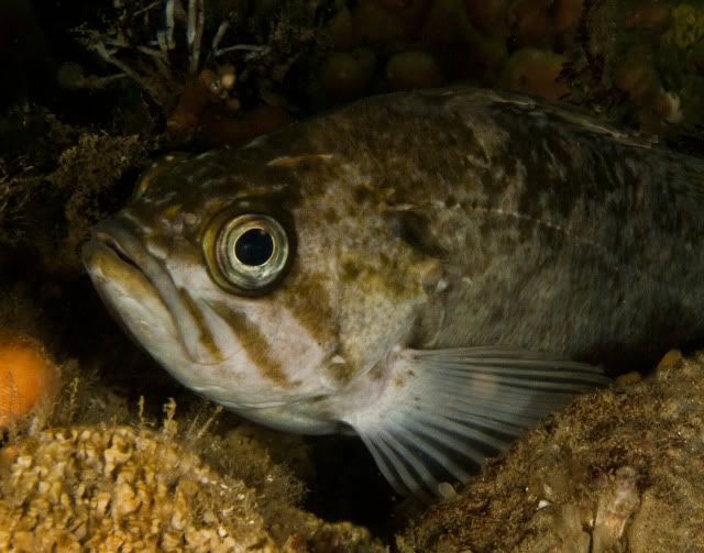 Rockfish-5.jpg