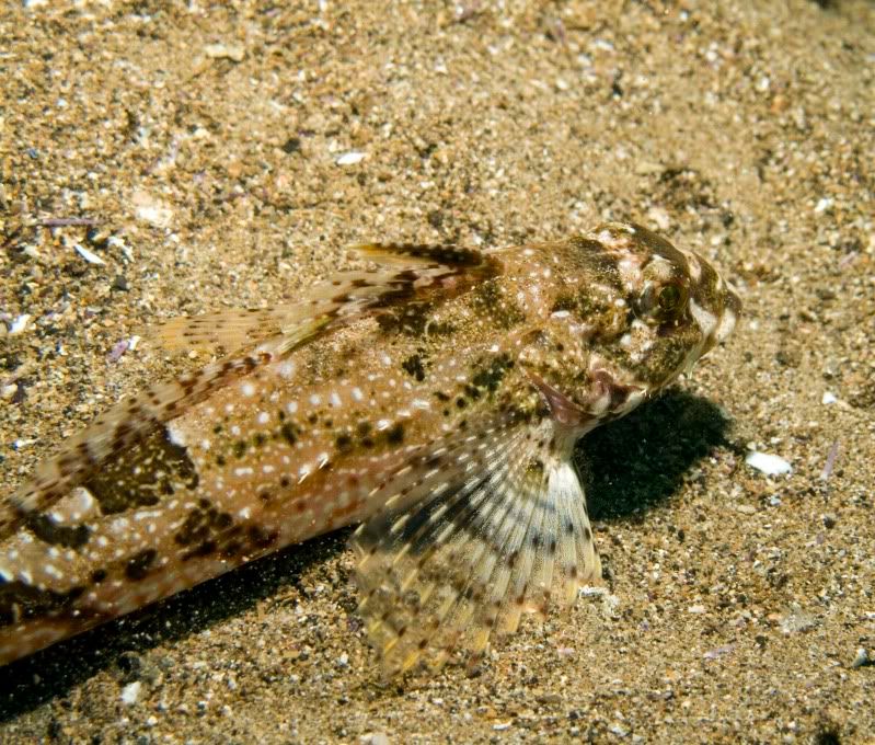 Sculpin.jpg