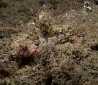 Sculpin4.jpg