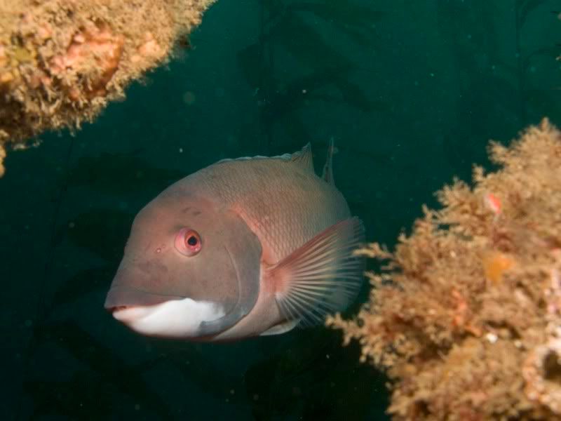 Sheephead.jpg