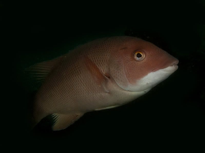 Sheephead1.jpg