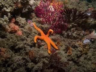 StarandGorgonian2.jpg