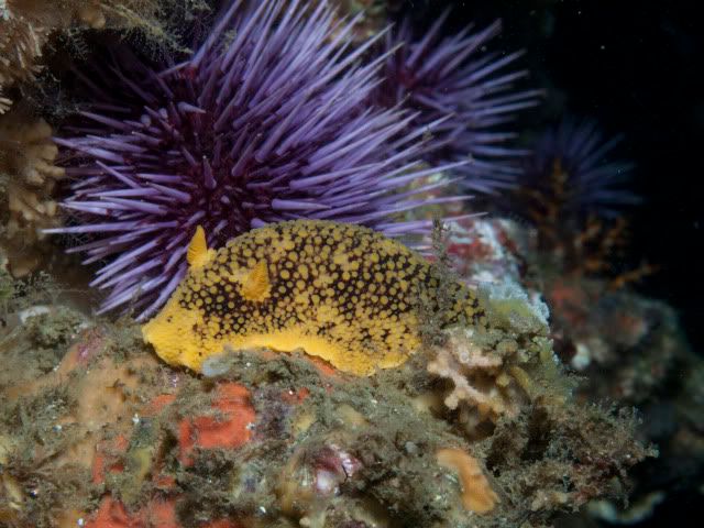 YellowDorid-2.jpg
