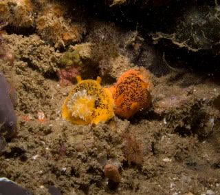 YellowandOrangeDorid.jpg