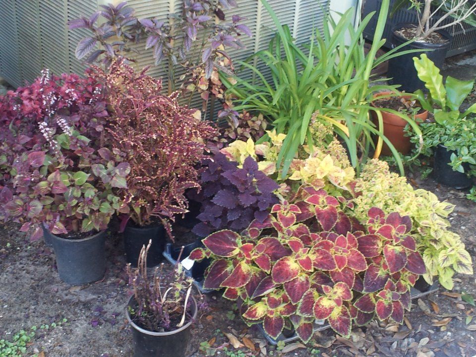  photo 804029_10200773964620928_626313426_n_zps26c6e030.jpg