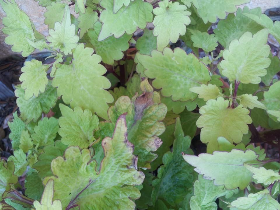  photo 861700_10200882870103497_310920502_n_zpsa2a8f8a3.jpg