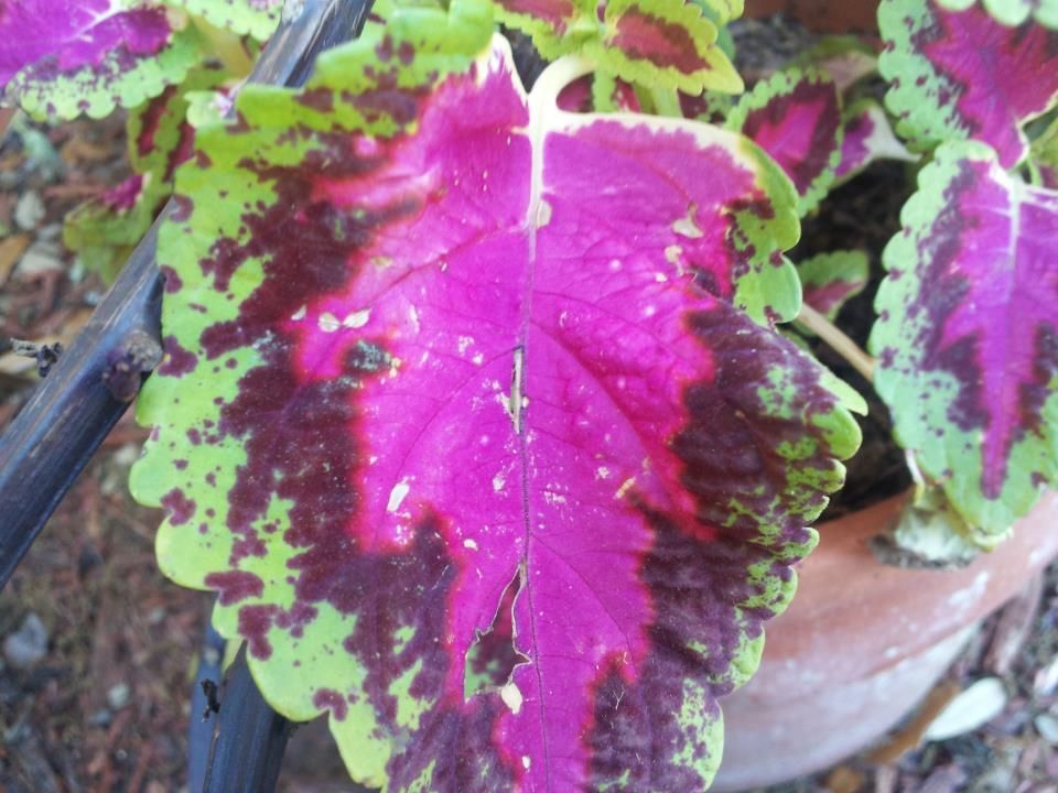  photo 861792_10200882842462806_1633139609_n_zpse858bd34.jpg