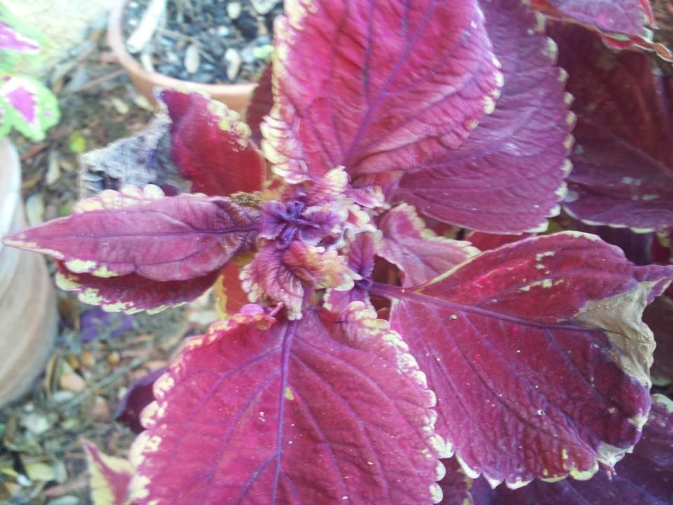  photo 862433_10200882840822765_185939359_n_zps6c30b306.jpg