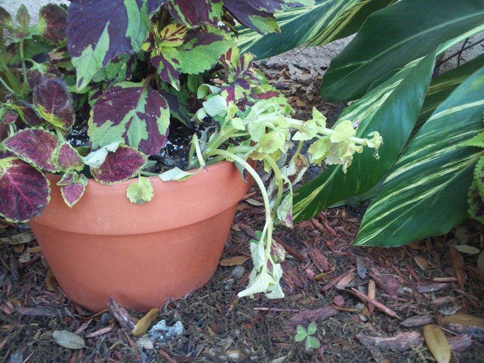  photo 862469_10200882846662911_599759769_n_zpsb43db222.jpg