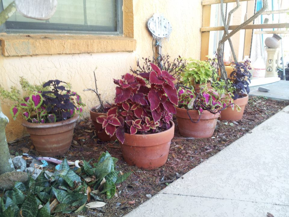  photo 862500_10200882852263051_1058389417_n_zps6072277a.jpg