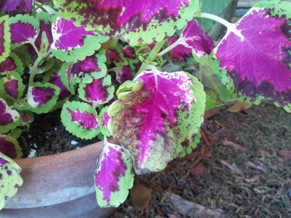  photo 862677_10200882860023245_32226176_n_zpsf80d76cd.jpg