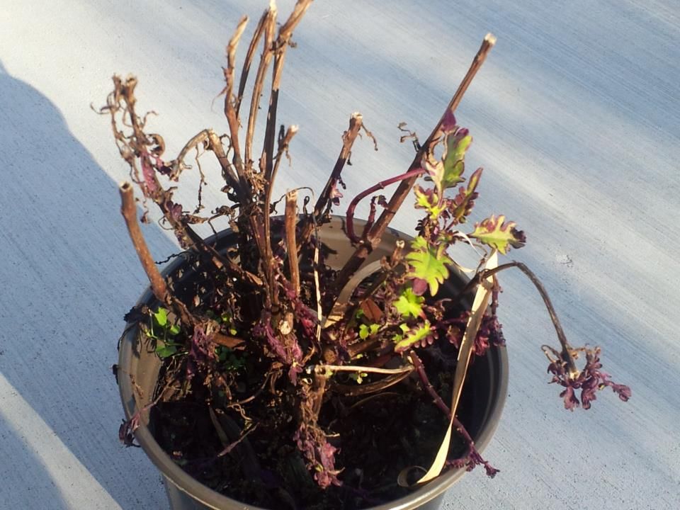  photo 862855_10200773965980962_1053312958_n_zpseb23a8b7.jpg