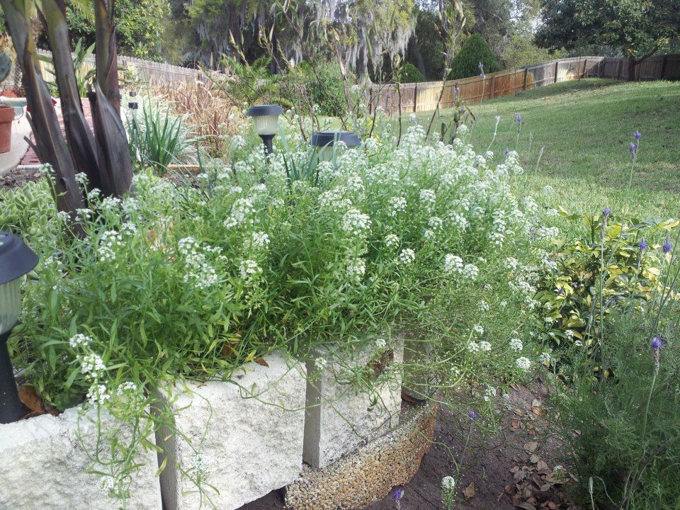  photo 862974_10200774088504025_2015154669_n_zpseb642431.jpg