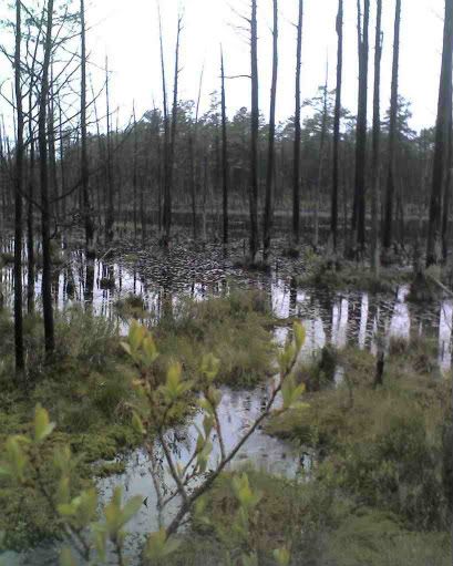 cedar swamp