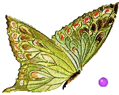 MariposaBrillaByPatriciad3120desing.gif image by patricia_123_2008