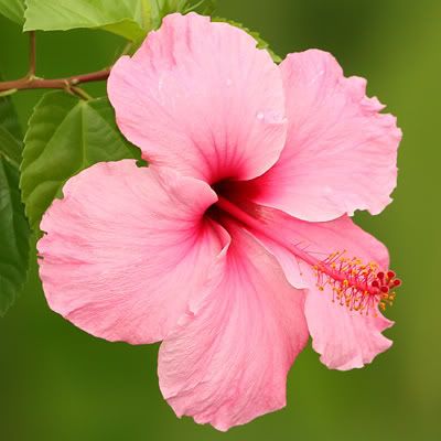 hibiscus.jpg