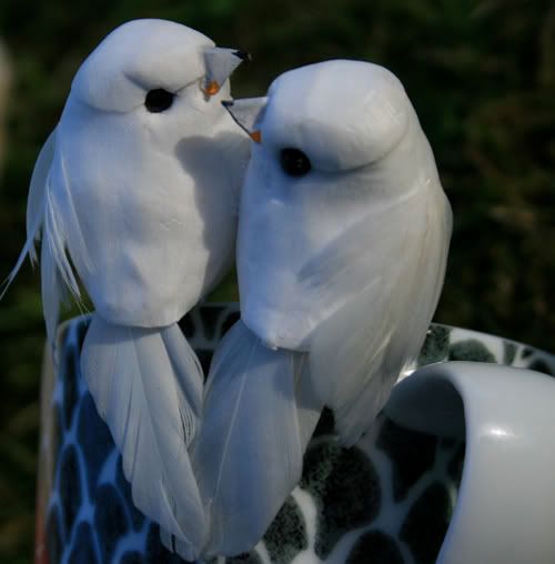 love birds pictures. a cute love birds clip