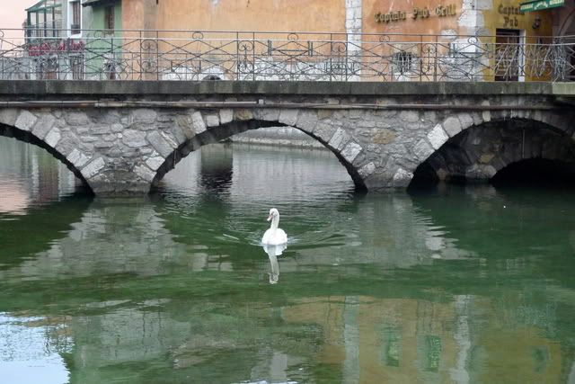 Swan under bridge