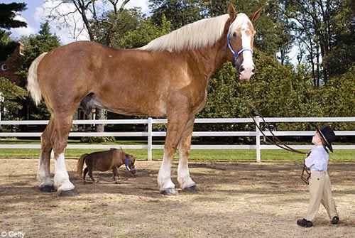 tallestsmallesthorse.jpg