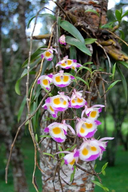 Orchids