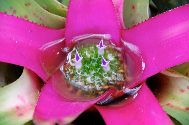 Bromeliads