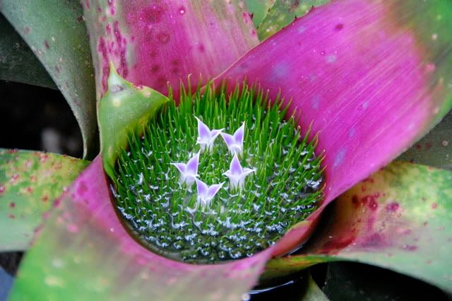Bromeliads