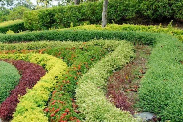 Coloured hedges