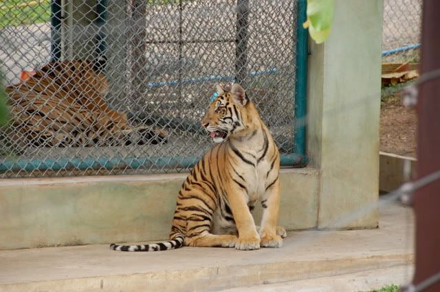 Tiger cub