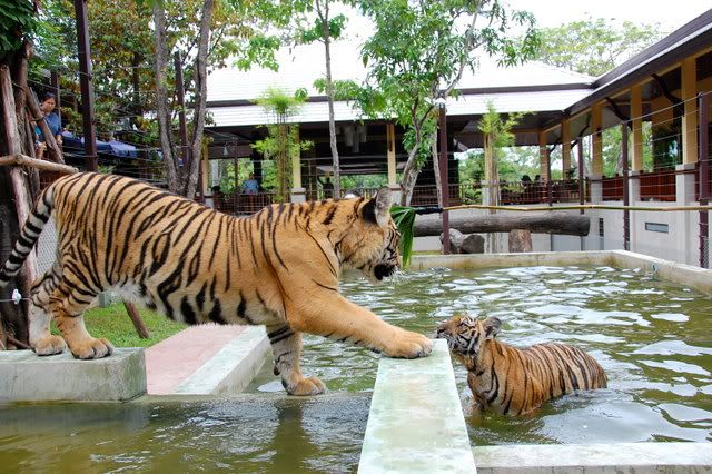 Tigers playing