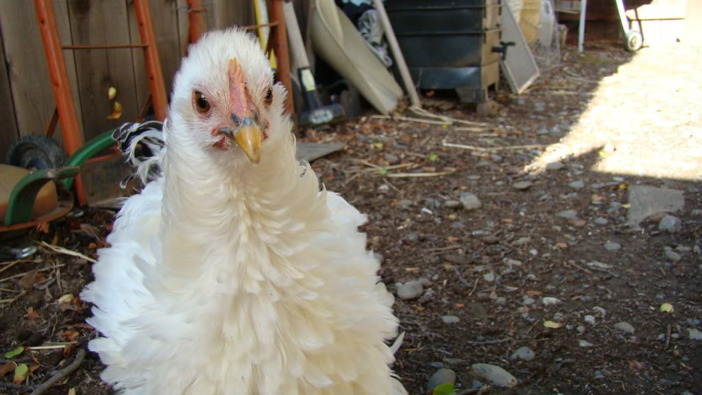 Scary chicken pics! Page 4 BackYard Chickens Learn How to Raise