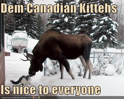 funny-pictures-canadian-cats-are-ni.jpg