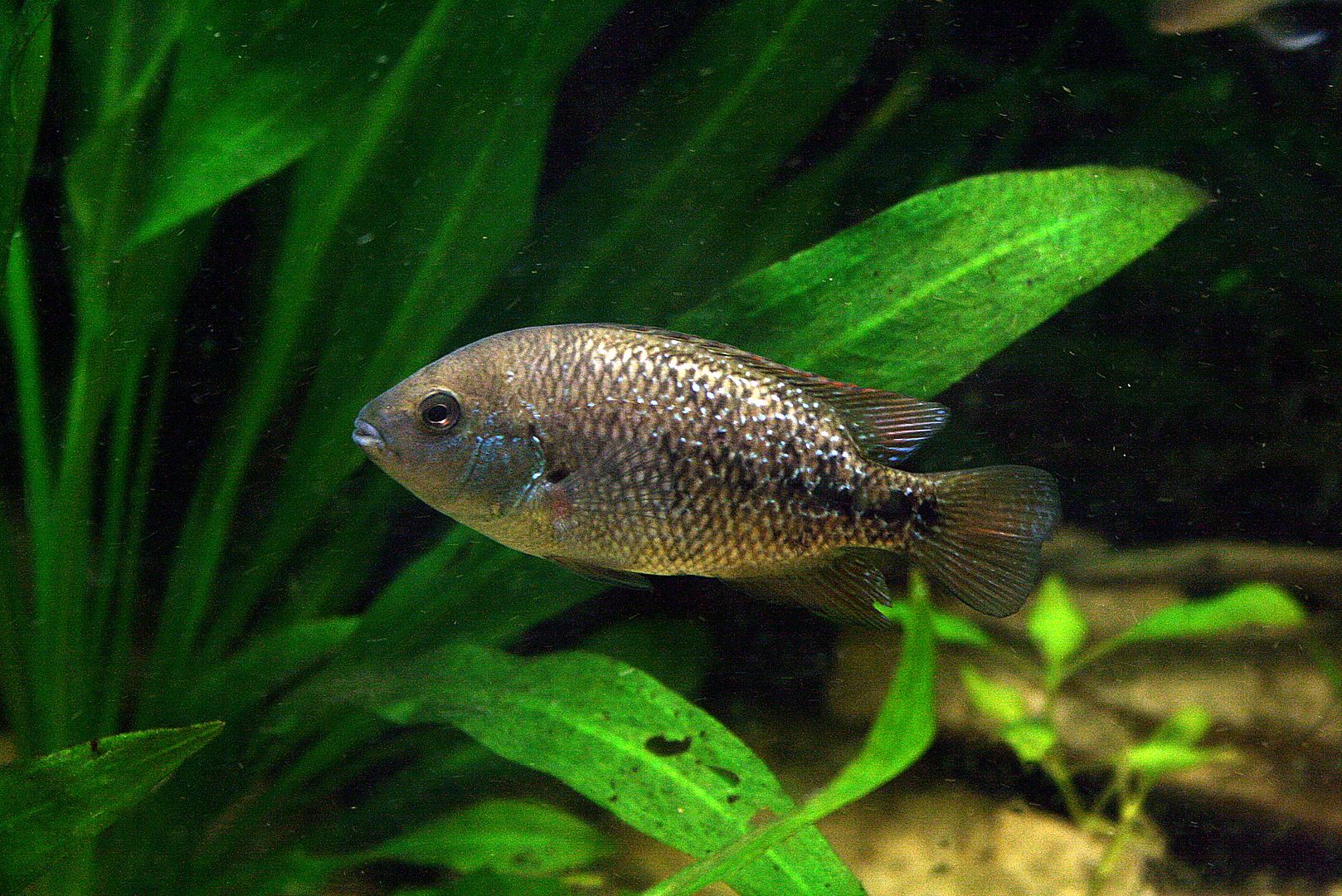 H. Labridens 'Media Luna' Juvies | Cichlid Fish Forum