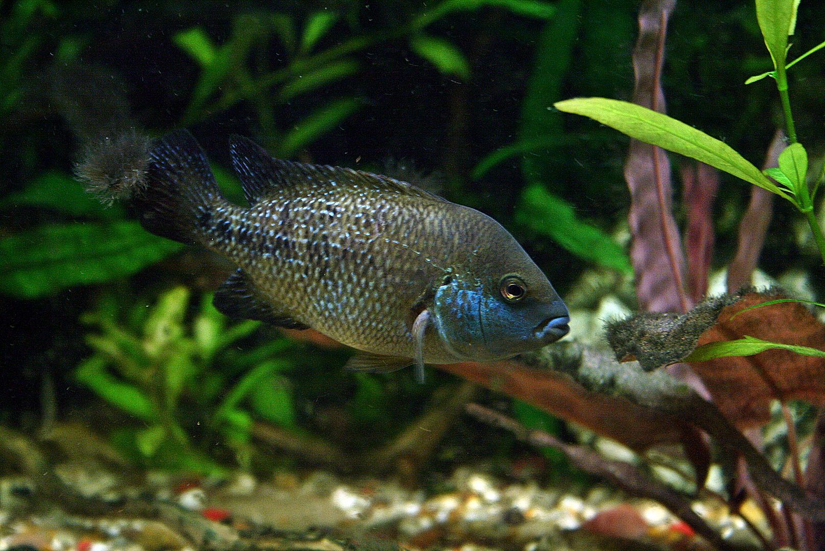 H. Labridens 'Media Luna' Juvies | Cichlid Fish Forum